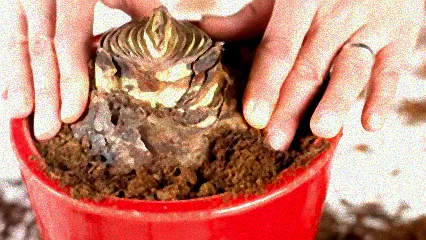 amaryllis pflegen im sommer