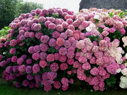 bauernhortensie erde