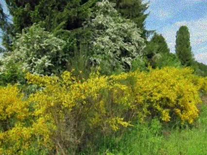 blühende wildsträucher