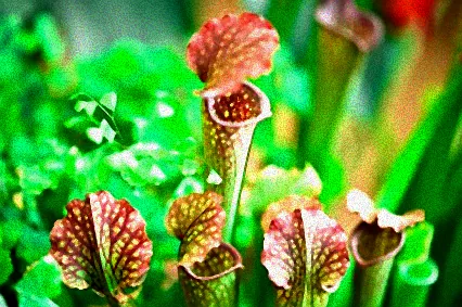 carnivore pflanzen pflege