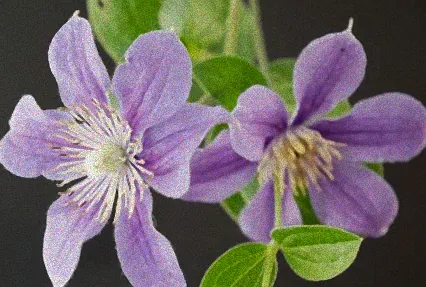 clematis arabella pflege