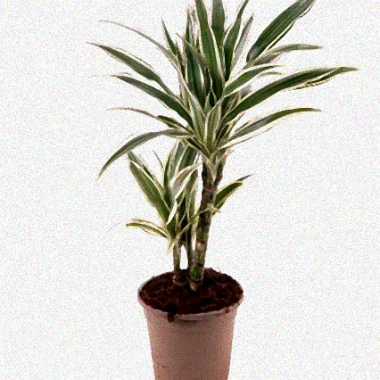 drachenbaum grün weiß