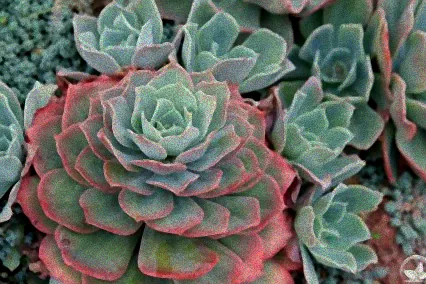 echeveria zimmerpflanze pflege