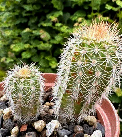 echinocereus winterhart