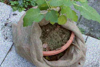 feige vor frost schützen