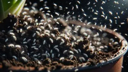 fliegen in der pflanzenerde