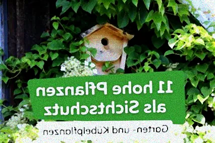 hoher strauch als sichtschutz