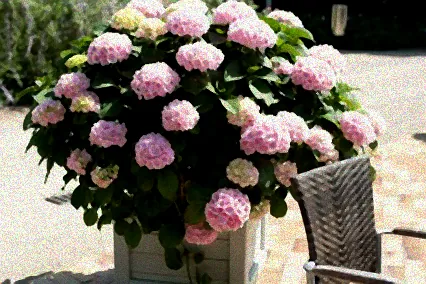 hortensie im topf frost