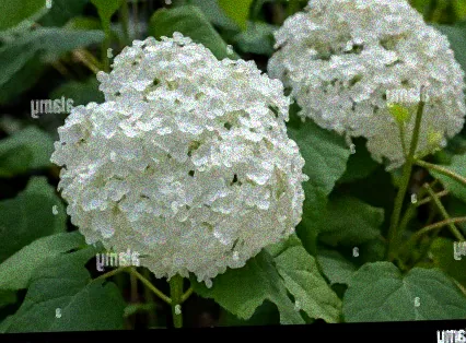 hortensie mit einer großen blüte