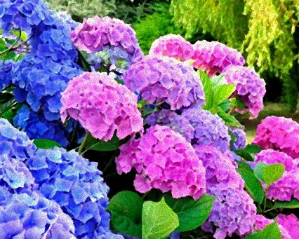 hortensien hydrangea