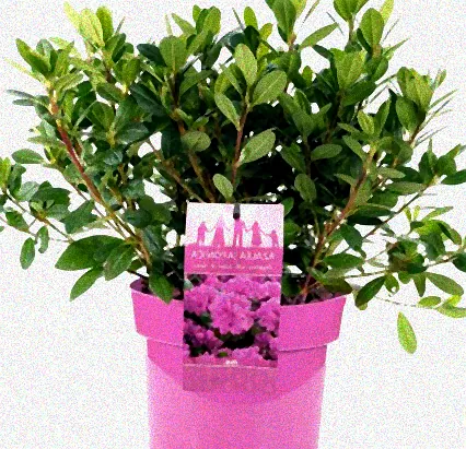 japanischer immergrüner strauch