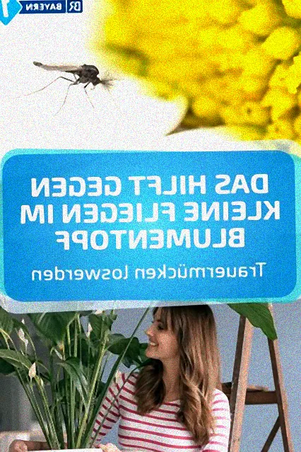 kleine fliegen blumen