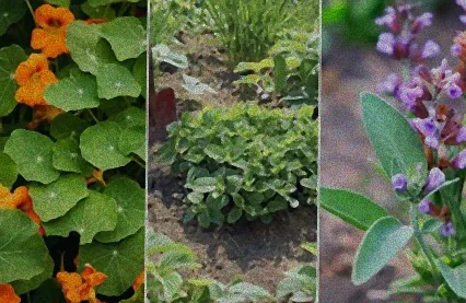 kräuter die schnecken vertreiben