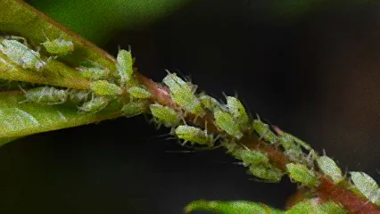 läuse bei pflanzen erkennen