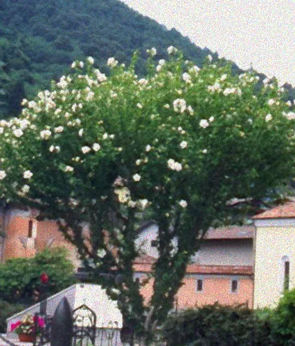 mediterrane blütensträucher