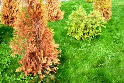 mit was thuja düngen