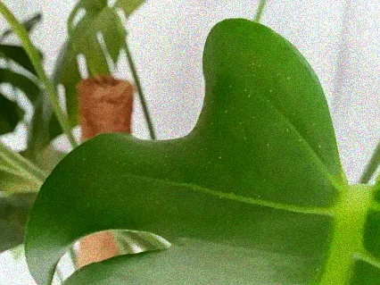 monstera spinnmilben