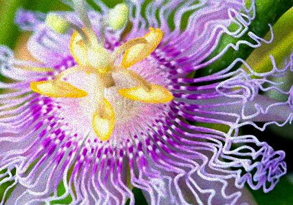 passionsfrucht blume