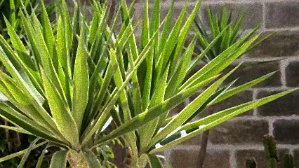 pflegetipps yucca palme