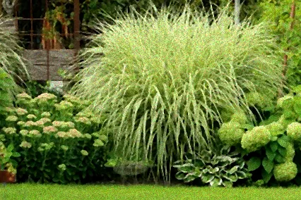 sichtschutz gräser immergrün