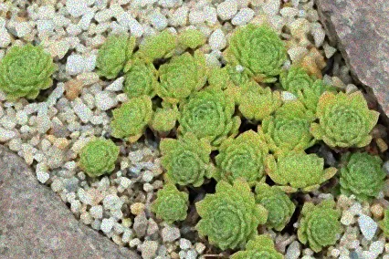 steingewächse winterhart