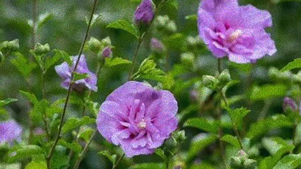 sträucher mit langer blütezeit