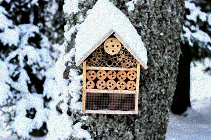 überwintern bienen im insektenhotel