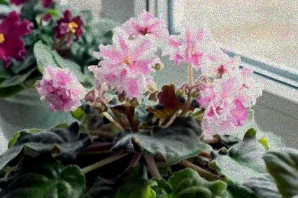 usambaraveilchen pflege gießen