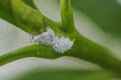 wollläuse zitronenbaum hausmittel