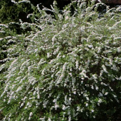 ziersträucher weißblühend