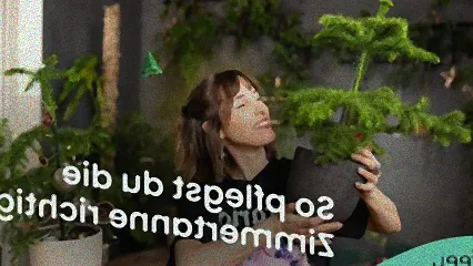 zimmertanne pflege umtopfen